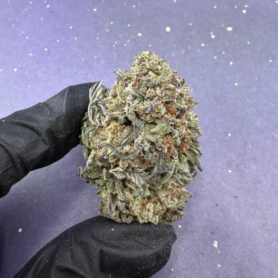 D19 Woods Gelato