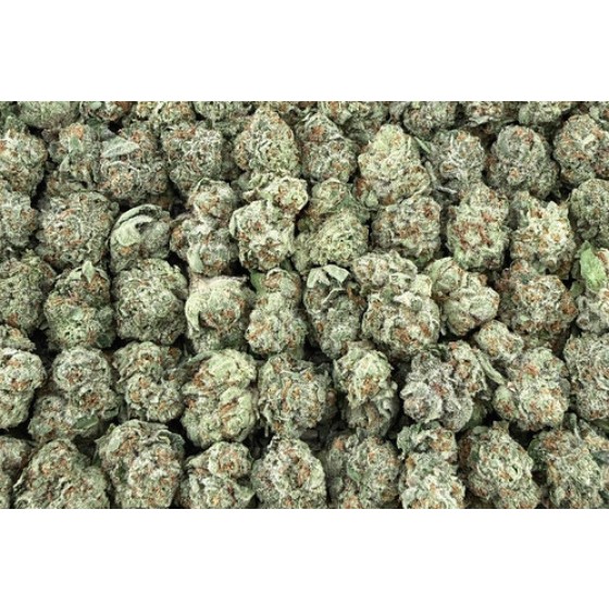 X33 Sunset Gelato S